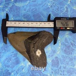 Megalodon Shark Tooth 4.48 Huge Teeth Meg Scuba Diver Direct Fossil Nc 9929