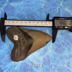 Megalodon Shark Tooth 4.48 Huge Teeth Meg Scuba Diver Direct Fossil Nc 9929