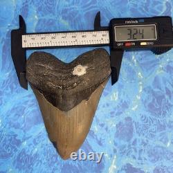 Megalodon Shark Tooth 4.48 Huge Teeth Meg Scuba Diver Direct Fossil Nc 9929