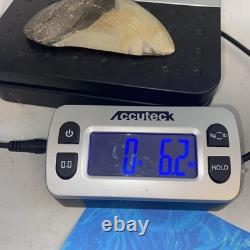 Megalodon Shark Tooth 4.48 Huge Teeth Meg Scuba Diver Direct Fossil Nc 9929 Megalodon Shark Tooth 4.48 Huge Teeth Meg Scuba Diver Direct Fossil Nc 9929
