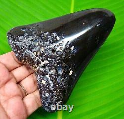 Megalodon Shark Tooth 4.49-real Fossil Not Replica