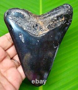 Megalodon Shark Tooth 4.49-real Fossil Not Replica