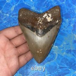 Megalodon Shark Tooth 4.50 Huge Teeth Big Meg Scuba Diver Direct Fossil Nc 6385