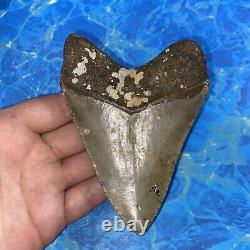 Megalodon Shark Tooth 4.50 Huge Teeth Big Meg Scuba Diver Direct Fossil Nc 6385