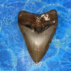 Megalodon Shark Tooth 4.50 Huge Teeth Big Meg Scuba Diver Direct Fossil Nc 6385