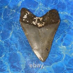 Megalodon Shark Tooth 4.50 Huge Teeth Big Meg Scuba Diver Direct Fossil Nc 6385