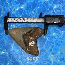 Megalodon Shark Tooth 4.50 Huge Teeth Big Meg Scuba Diver Direct Fossil Nc 6385
