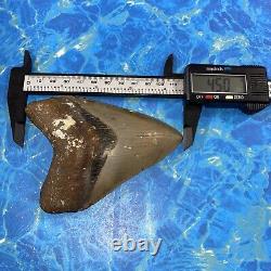 Megalodon Shark Tooth 4.50 Huge Teeth Big Meg Scuba Diver Direct Fossil Nc 6385