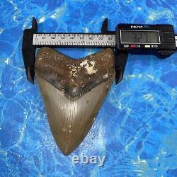 Megalodon Shark Tooth 4.50 Huge Teeth Big Meg Scuba Diver Direct Fossil Nc 6385