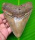 Megalodon Shark Tooth 4.50- Shark Teeth Real Fossil Natural Megladone