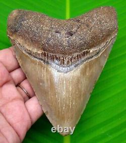 Megalodon Shark Tooth 4.50- Shark Teeth Real Fossil Natural Megladone