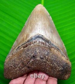 Megalodon Shark Tooth 4.50- Shark Teeth Real Fossil Natural Megladone