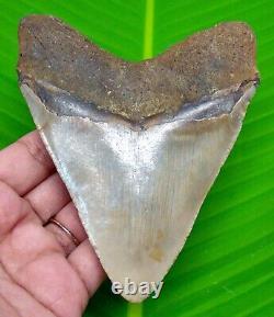 Megalodon Shark Tooth 4.50- Shark Teeth Real Fossil Natural Megladone