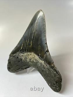 Megalodon Shark Tooth 4.51 Amazing Lower Fossil Authentic 7901