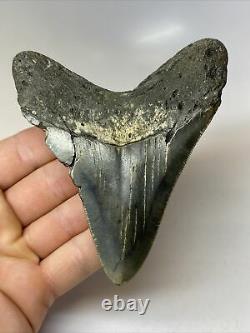Megalodon Shark Tooth 4.51 Amazing Lower Fossil Authentic 7901