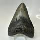 Megalodon Shark Tooth 4.51 Inch Amazing Authentic Fossil Carolina 20399