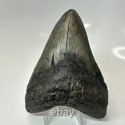 Megalodon Shark Tooth 4.51 Inch Amazing Authentic Fossil Carolina 20399
