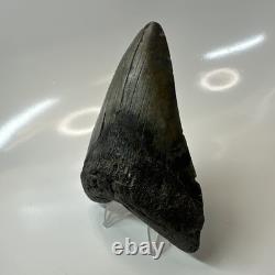 Megalodon Shark Tooth 4.51 Inch Amazing Authentic Fossil Carolina 20399
