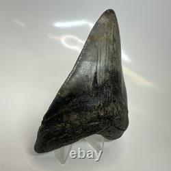 Megalodon Shark Tooth 4.51 Inch Amazing Authentic Fossil Carolina 20399