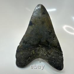 Megalodon Shark Tooth 4.51 Inch Amazing Authentic Fossil Carolina 20399