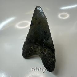 Megalodon Shark Tooth 4.51 Inch Amazing Authentic Fossil Carolina 20399