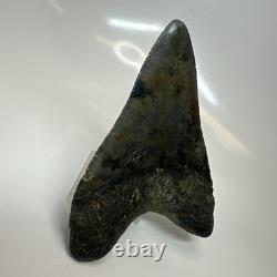 Megalodon Shark Tooth 4.51 Inch Amazing Authentic Fossil Carolina 20399