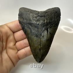 Megalodon Shark Tooth 4.51 Inch Amazing Authentic Fossil Carolina 20399