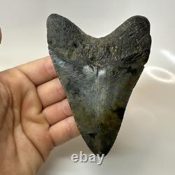 Megalodon Shark Tooth 4.51 Inch Amazing Authentic Fossil Carolina 20399