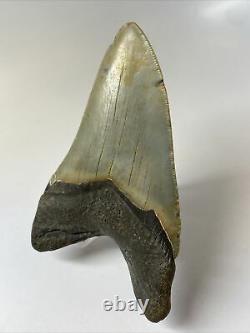 Megalodon Shark Tooth 4.52 Natural Real Fossil Carolina 9184