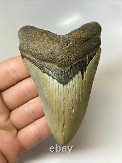 Megalodon Shark Tooth 4.52 Natural Real Fossil Carolina 9184