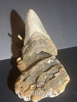 Megalodon Shark Tooth 4.52 Real Natural Fossil Rare #0002