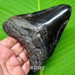 Megalodon Shark Tooth 4.52- Shark Teeth Real Fossil No Repair Megladone