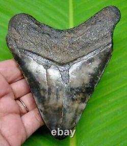 Megalodon Shark Tooth 4.52- Shark Teeth Real Fossil No Repair Megladone