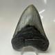 Megalodon Shark Tooth 4.54 Inch Authentic Beautiful Fossil Carolina 20471