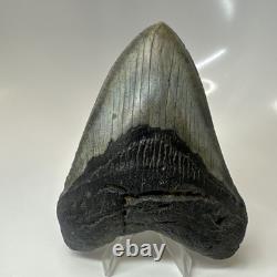 Megalodon Shark Tooth 4.54 Inch Authentic Beautiful Fossil Carolina 20471