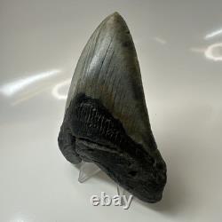 Megalodon Shark Tooth 4.54 Inch Authentic Beautiful Fossil Carolina 20471