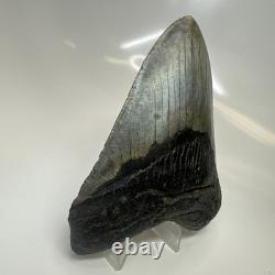 Megalodon Shark Tooth 4.54 Inch Authentic Beautiful Fossil Carolina 20471