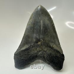 Megalodon Shark Tooth 4.54 Inch Authentic Beautiful Fossil Carolina 20471
