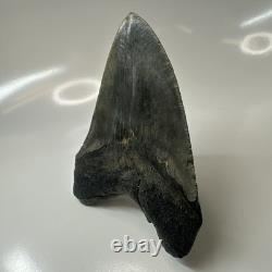 Megalodon Shark Tooth 4.54 Inch Authentic Beautiful Fossil Carolina 20471