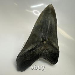 Megalodon Shark Tooth 4.54 Inch Authentic Beautiful Fossil Carolina 20471