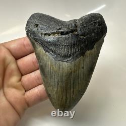 Megalodon Shark Tooth 4.54 Inch Authentic Beautiful Fossil Carolina 20471