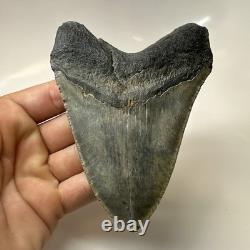 Megalodon Shark Tooth 4.54 Inch Authentic Beautiful Fossil Carolina 20471