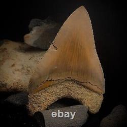Megalodon Shark Tooth 4.54 Real Unrestored Indonesian Fossil