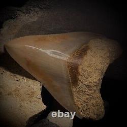 Megalodon Shark Tooth 4.54 Real Unrestored Indonesian Fossil