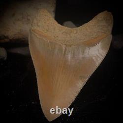 Megalodon Shark Tooth 4.54 Real Unrestored Indonesian Fossil