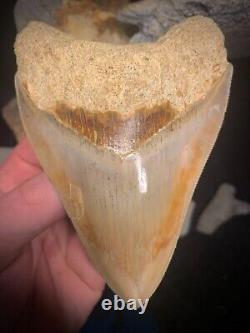 Megalodon Shark Tooth 4.54 Real Unrestored Indonesian Fossil