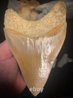 Megalodon Shark Tooth 4.54 Real Unrestored Indonesian Fossil