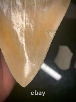 Megalodon Shark Tooth 4.54 Real Unrestored Indonesian Fossil