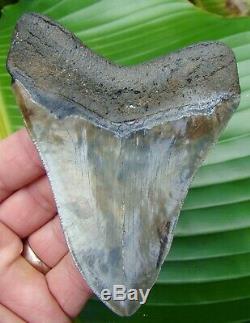 Megalodon Shark Tooth 4.54 in. REAL FOSSIL NOT FAKE NO RESTORATIONS