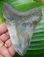 Megalodon Shark Tooth 4.54 In. Real Fossil Not Fake No Restorations